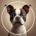 Boston Terrier Boston Terrier