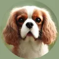 Cavalier King Charles Spaniel Cavalier King Charles Spaniel