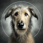 Irish Wolfhound Irish Wolfhound